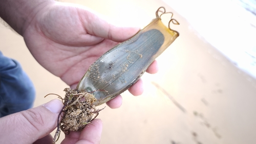 Scyliorhinus stellaris