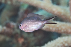 Chromis ternatensis