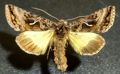 Autographa sansoni