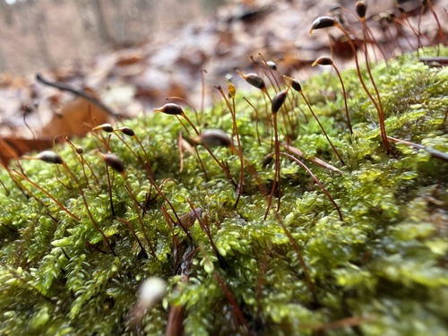 Wall Feather-moss (Rhynchostegium murale)