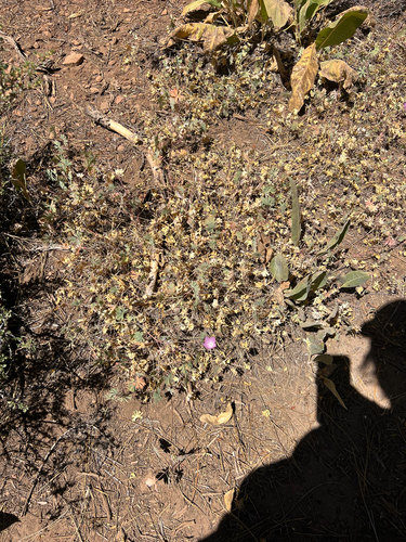 Waxy Checkerbloom (Sidalcea glaucescens)