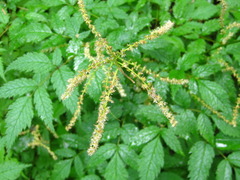 Aruncus