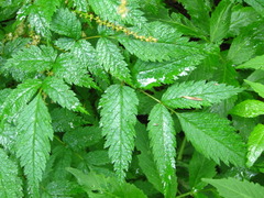 Aruncus