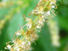 Aruncus