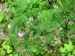 Pedicularis moupinensis