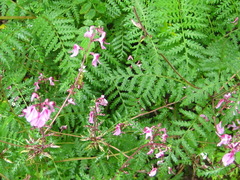 Pedicularis moupinensis