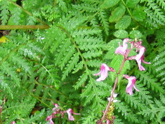 Pedicularis moupinensis