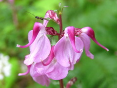 Pedicularis moupinensis