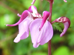 Pedicularis moupinensis