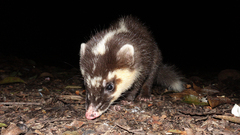 Javan Ferret-Badger photo 3