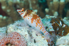 Cirrhitichthys falco