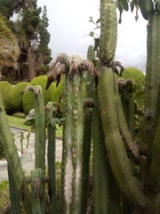 Trichocereus bridgesii