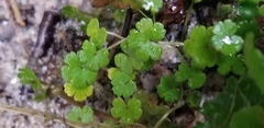 Hydrocotyle microphylla