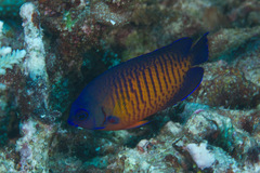 Centropyge bispinosa