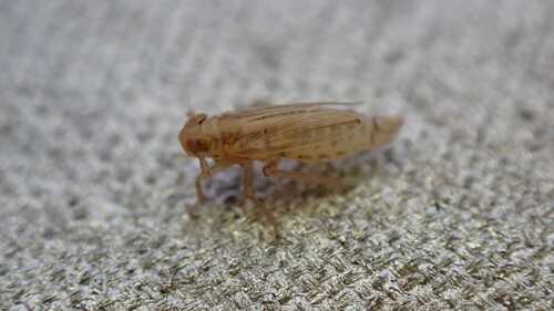 Kelisia punctulum, 2026-02-07
