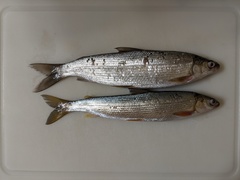 Coregonus clupeaformis
