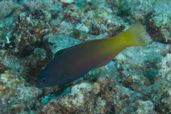 Halichoeres prosopeion