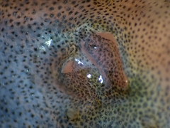 Coregonus clupeaformis