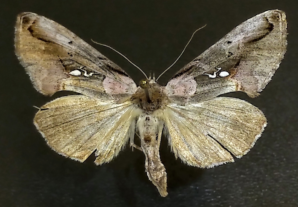 Pink-patched Looper Moth