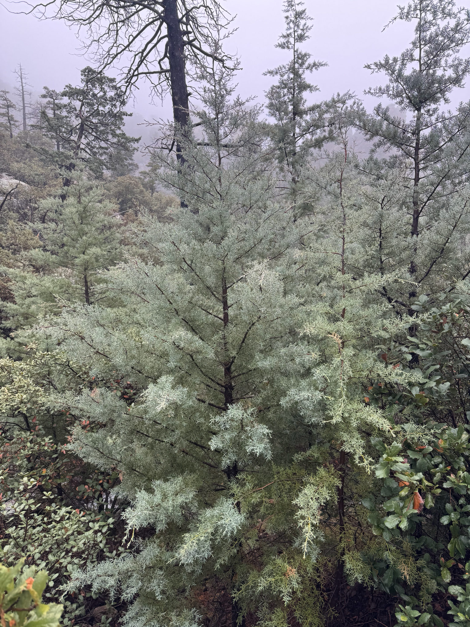 Arizona Cypress (Hesperocyparis arizonica)