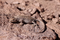 Liolaemus rosenmanni