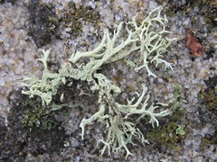 Cladonia labradorica