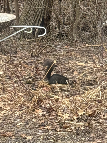 iNaturalist observation photo of Eastern Gray Squirrel