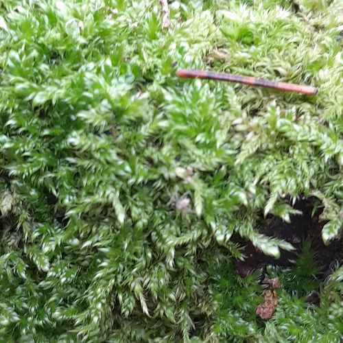 Plagiothecium cavifolium observed 2026-02-12