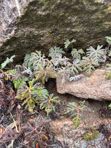 copper fern (Bommeria hispida)