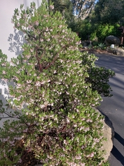 Arctostaphylos densiflora