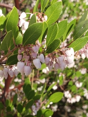 Arctostaphylos densiflora