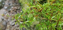 Coprosma rugosa