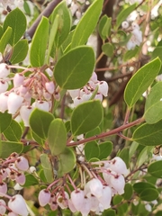 Arctostaphylos densiflora