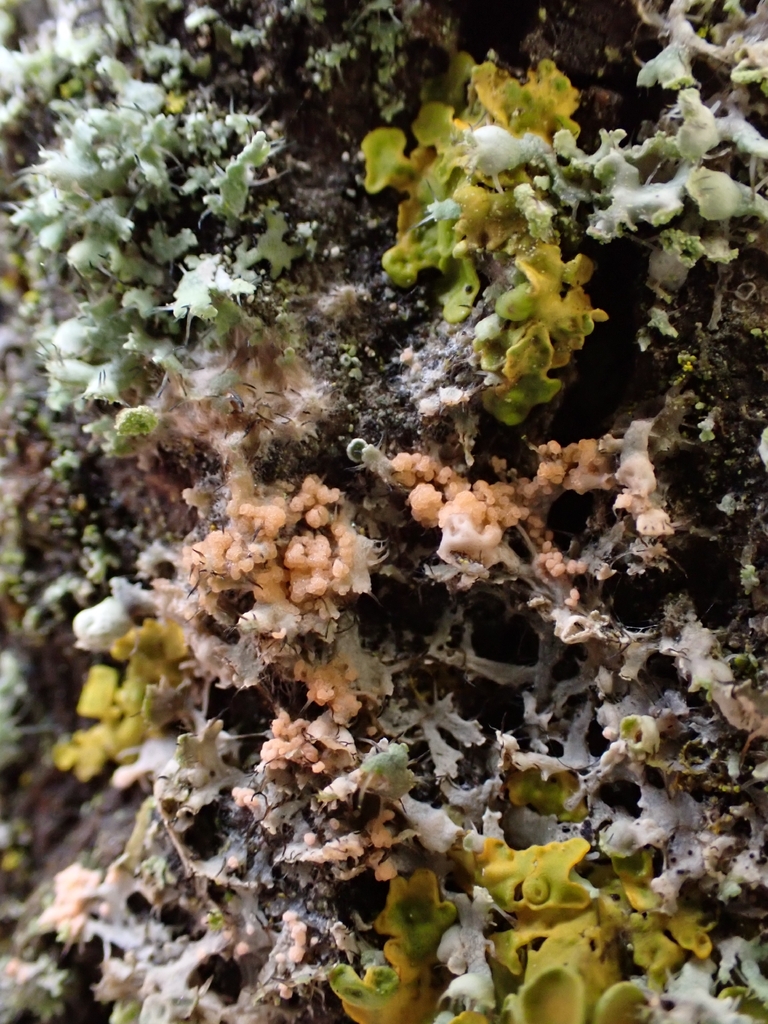 Erythricium aurantiacum · February 2026 · photo: © fungiary (iNaturalist, cc0)
