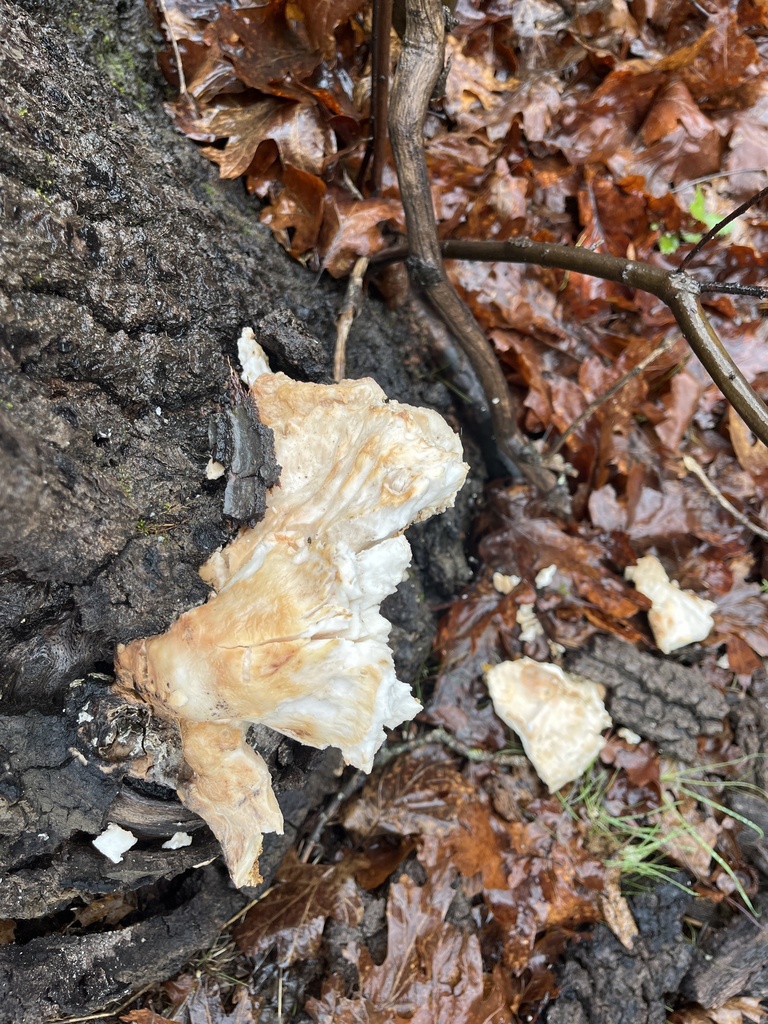 Laetiporus gilbertsonii · February 2026 · photo: © pynklynx (iNaturalist, CC)