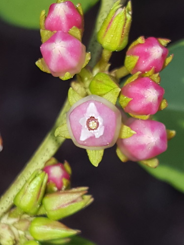 fetterbush lyonia (Lyonia lucida)