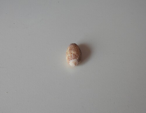 Oliva bulbosa observed 2026-02-12
