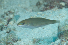 Stethojulis strigiventer