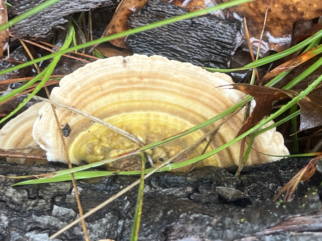 Trametes betulina · February 2026 · photo: © pynklynx (iNaturalist, CC)