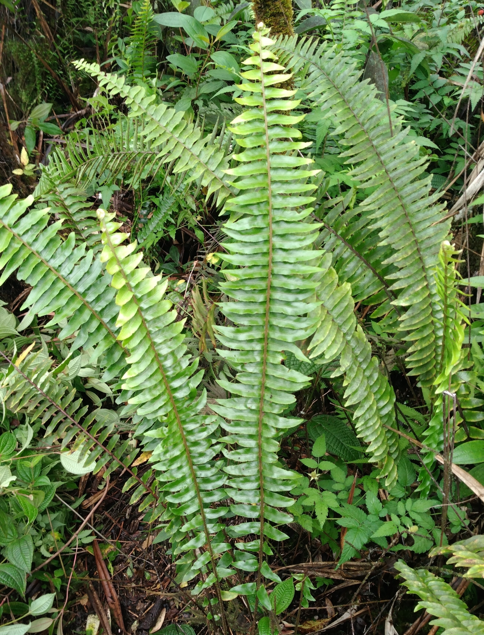 Nephrolepis X medlerae