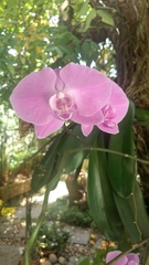 Phalaenopsis
