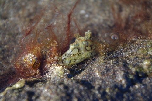 Aplysia dactylomela
