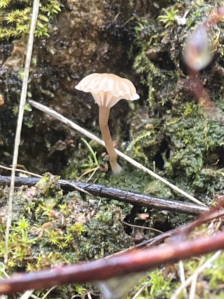 Lichenomphalia ericetorum · February 2026 · photo: © pynklynx (iNaturalist, CC)