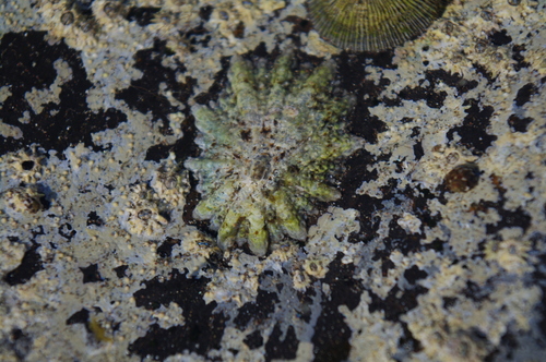 Patella ordinaria