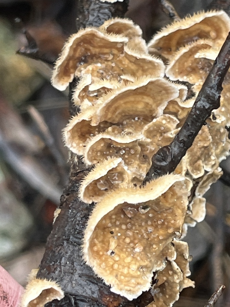 Stereum ochraceoflavum · February 2026 · photo: © pynklynx (iNaturalist, CC)