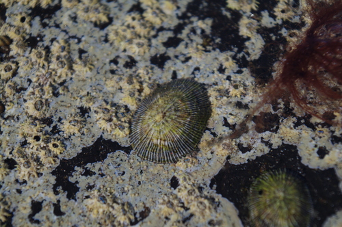 Siphonaria pectinata
