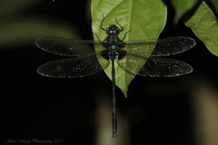 Gynacantha membranalis