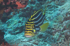 Plectorhinchus vittatus