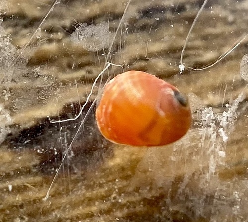 Nerita sanguinolenta observed 2026-02-12