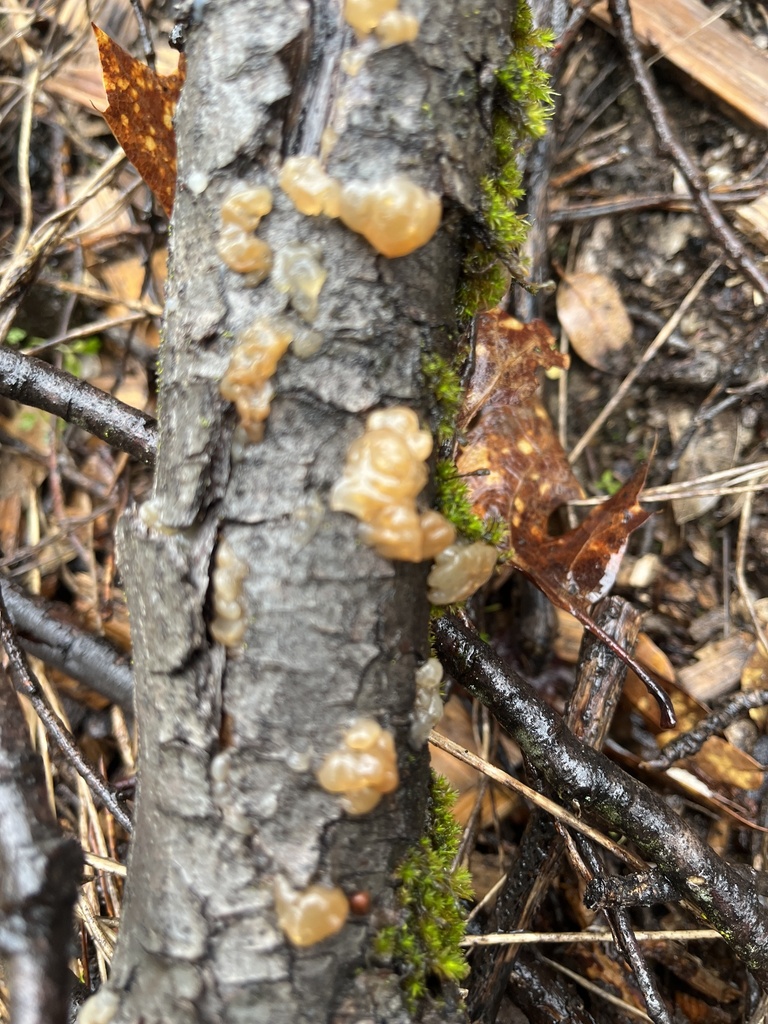 Myxarium nucleatum · February 2026 · photo: © pynklynx (iNaturalist, CC)